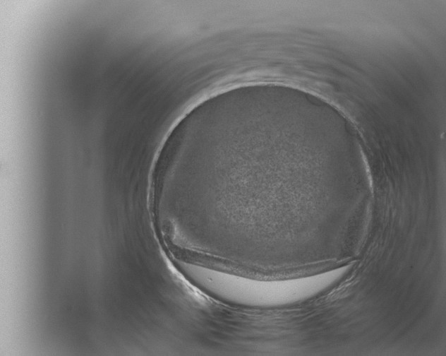 X0000072501527200607290052