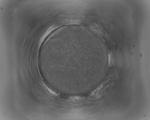 X0000072500195200608041450