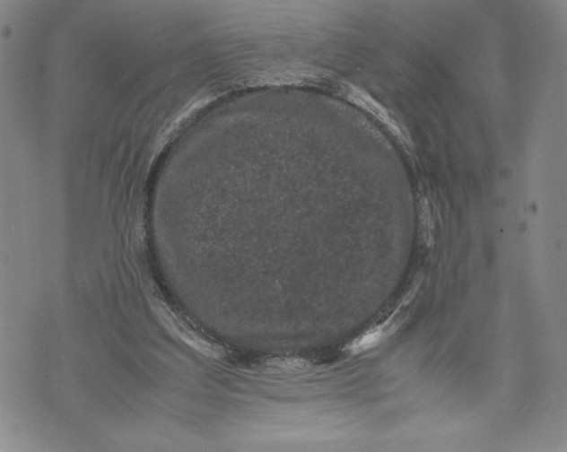 X0000072500203200608041450