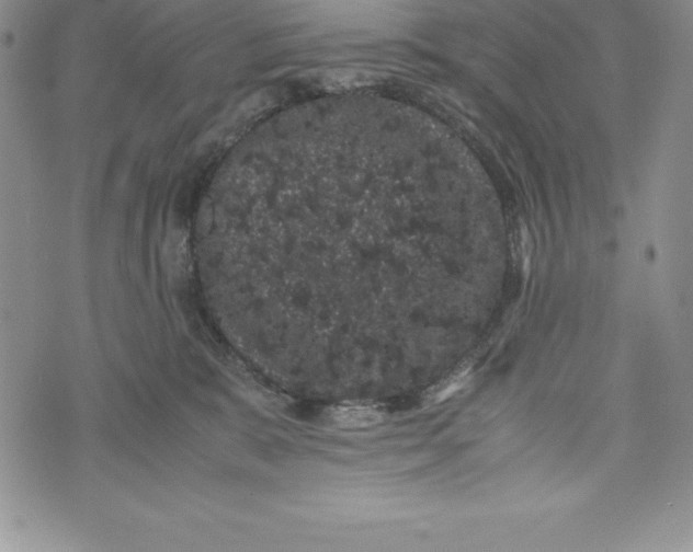 X0000072500327200608041447