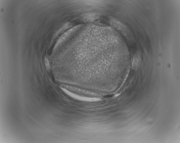 X0000072500335200608041447