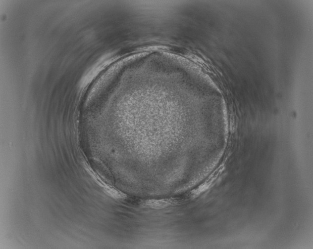 X0000072500341200608041447