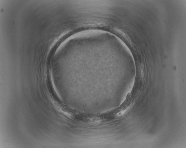 X0000072500395200608041446