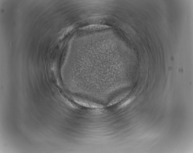 X0000072500432200608041446