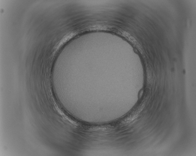 X0000072500625200608041442