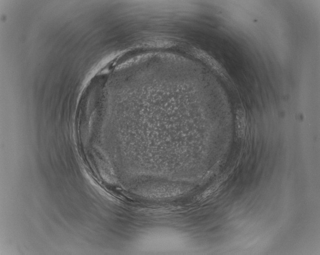 X0000072500726200608041440