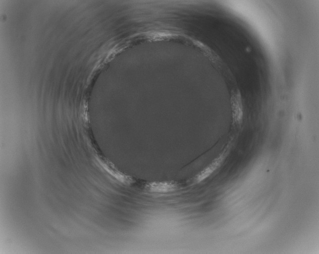 X0000072500766200608041441