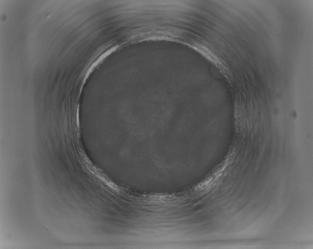 X0000072500790200608041440