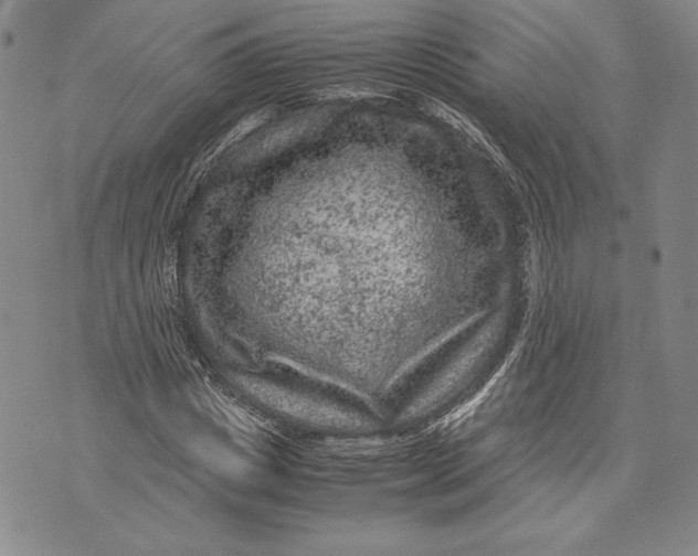 X0000072500825200608041439