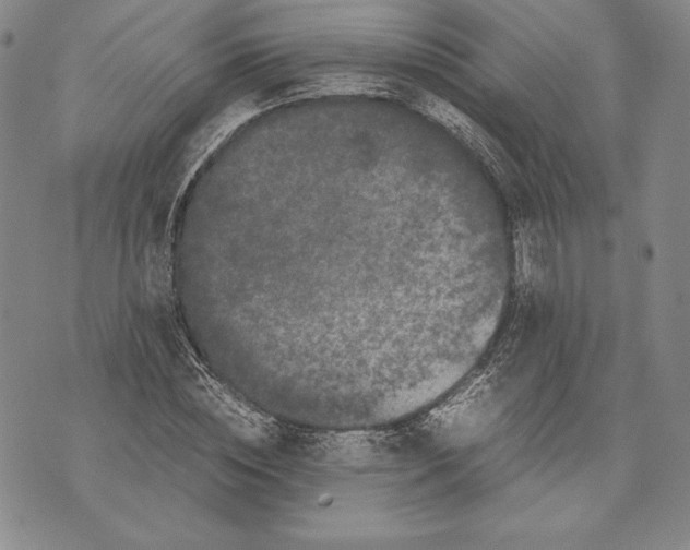 X0000072500828200608041439