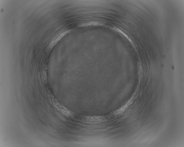 X0000072500921200608041437