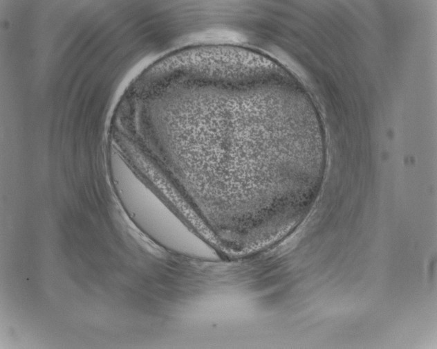 X0000072501248200608041433