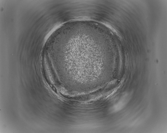 X0000072501325200608041431