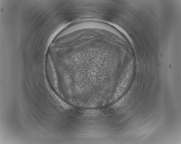 X0000072501333200608041431