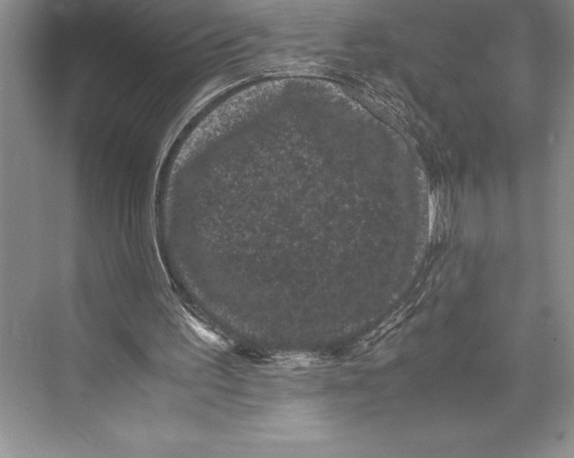 X0000072500195200608111637