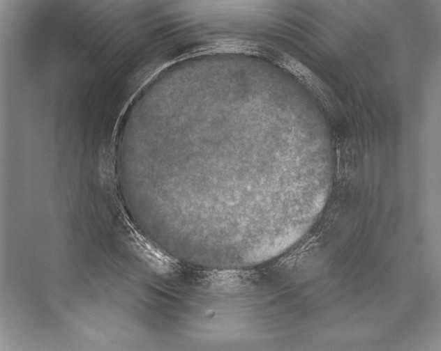 X0000072500828200608111626