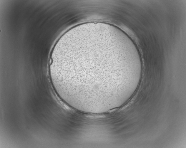 X0000072501296200608111618