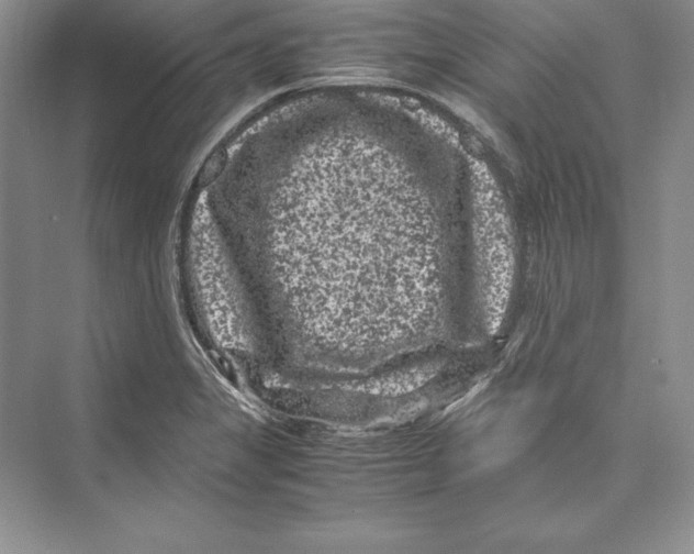 X0000072501325200608111618