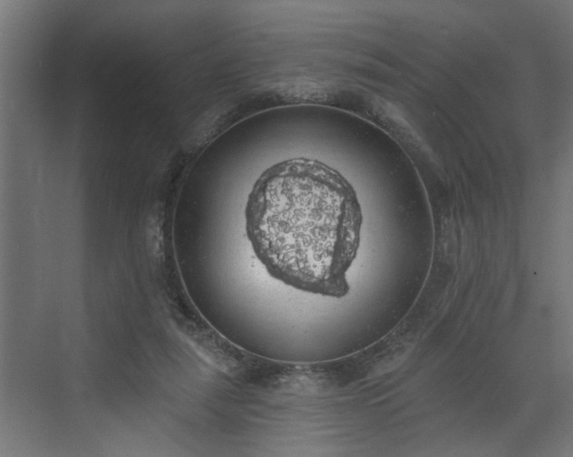 X0000072510259200607211405