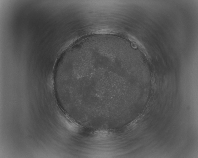 X0000072510298200607211404