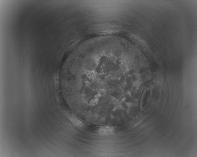 X0000072510369200607211403