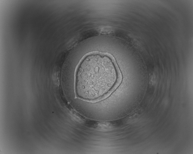 X0000072510666200607211359