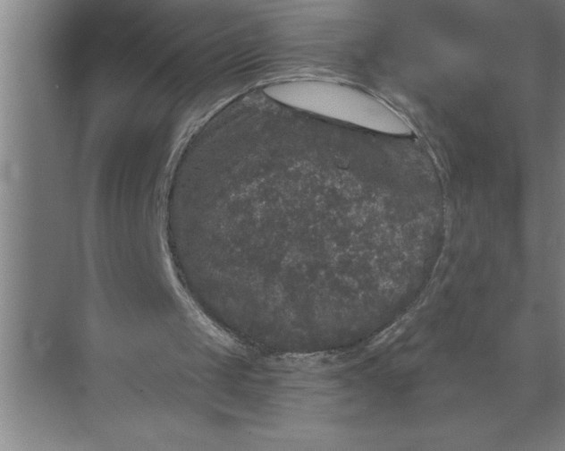 X0000072510049200607290143