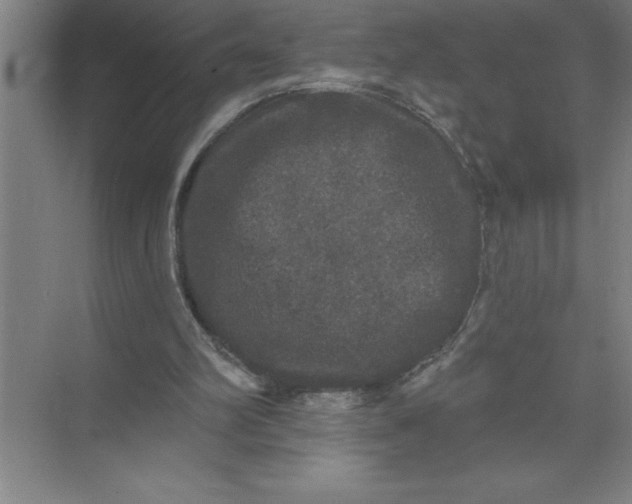 X0000072510102200607290143