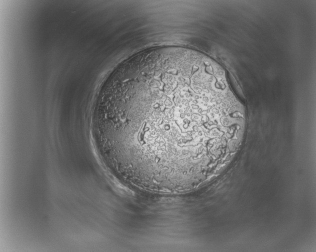 X0000072510145200607290141