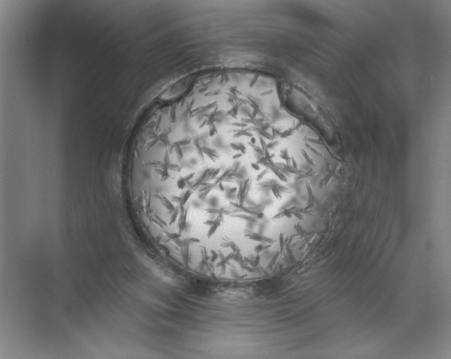 X0000072510155200607290141