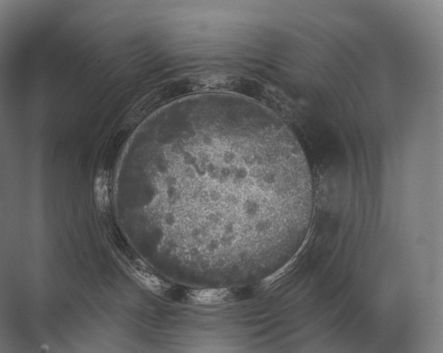 X0000072510191200607290142