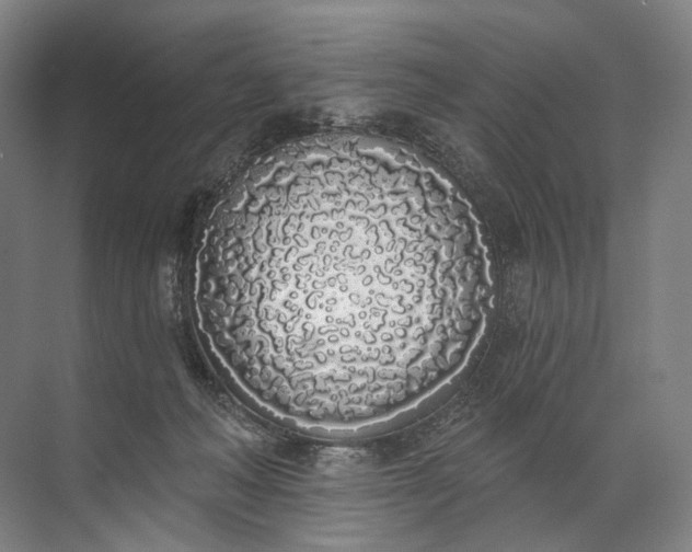 X0000072510222200607290141