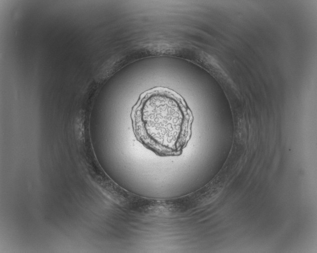 X0000072510259200607290140