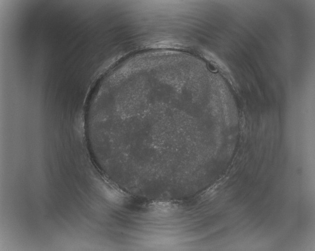 X0000072510298200607290139