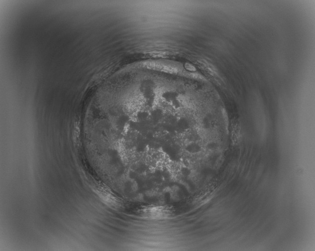 X0000072510365200607290138