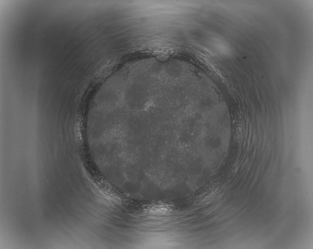 X0000072510643200607290133