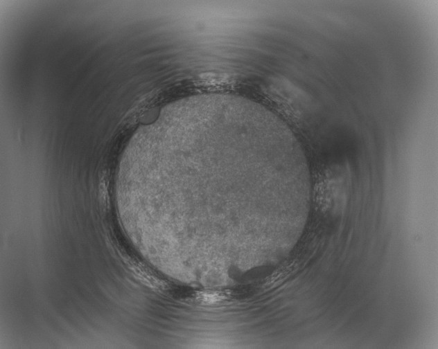 X0000072510662200607290134