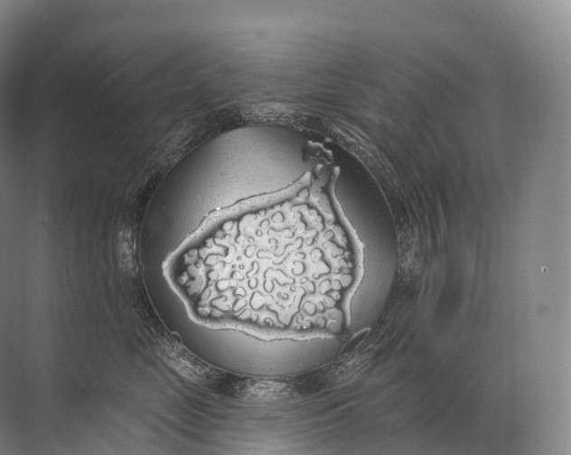 X0000072510669200607290134