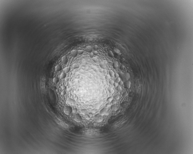 X0000072510670200607290134