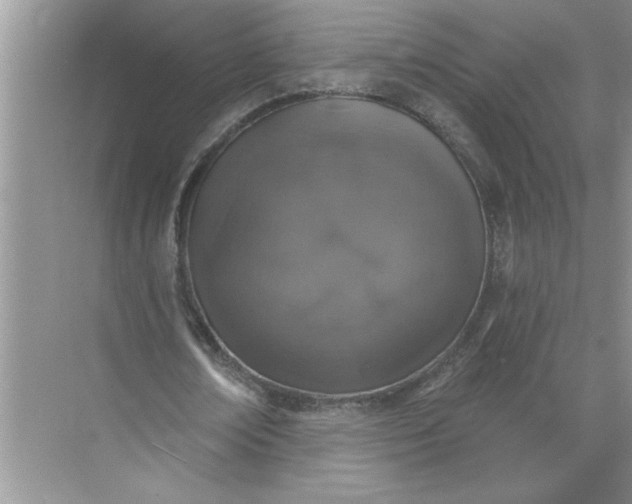 X0000072510674200607290133