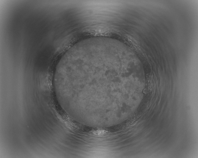 X0000072510695200607290133