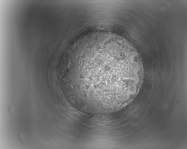 X0000072510817200607290130