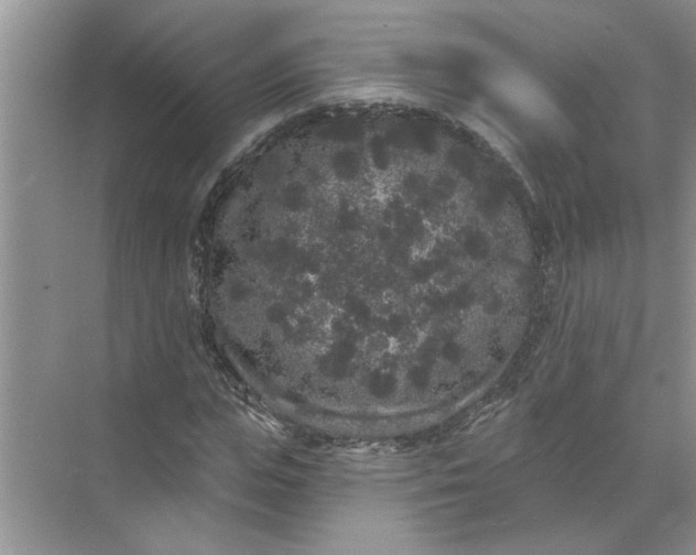 X0000072510823200607290130