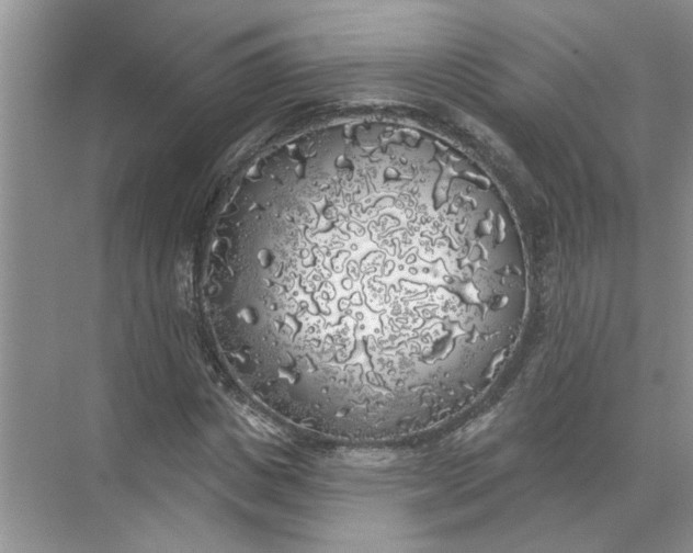 X0000072510825200607290130