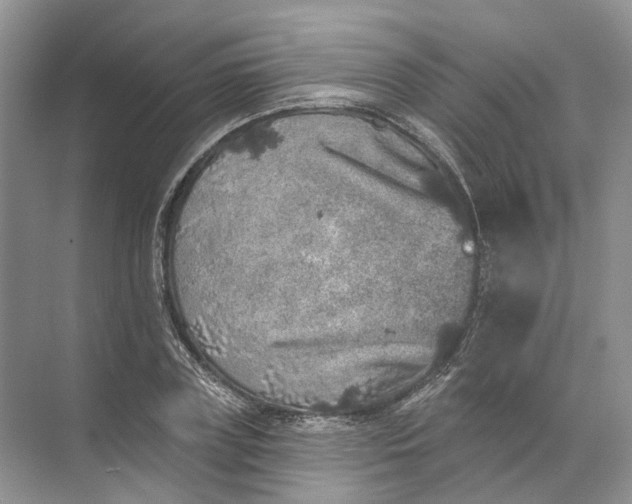 X0000072510835200607290130