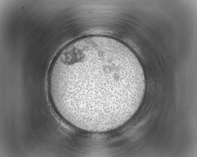 X0000072510848200607290130