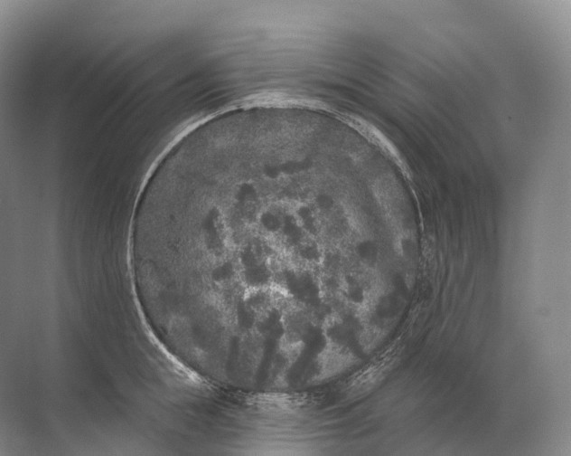 X0000072510855200607290130