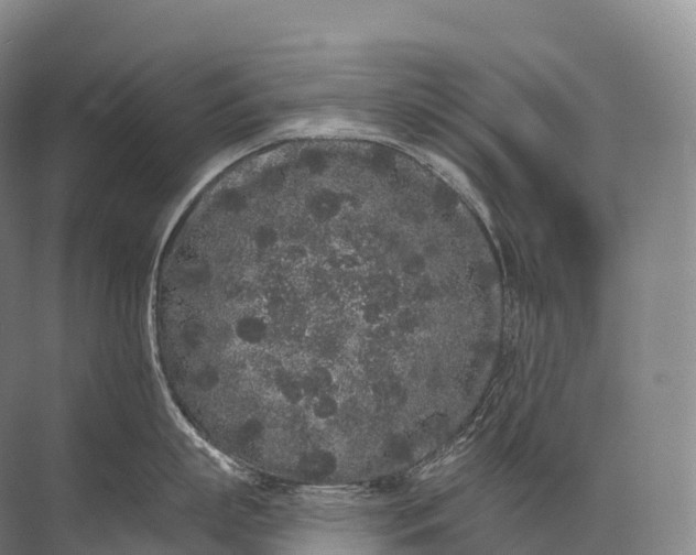 X0000072510863200607290131