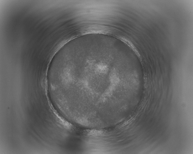 X0000072510890200607290129