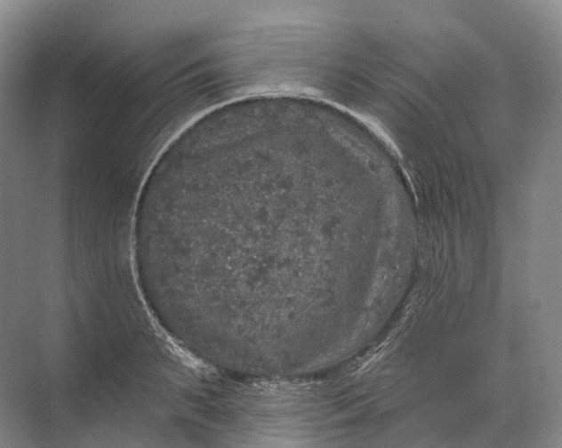 X0000072510895200607290129